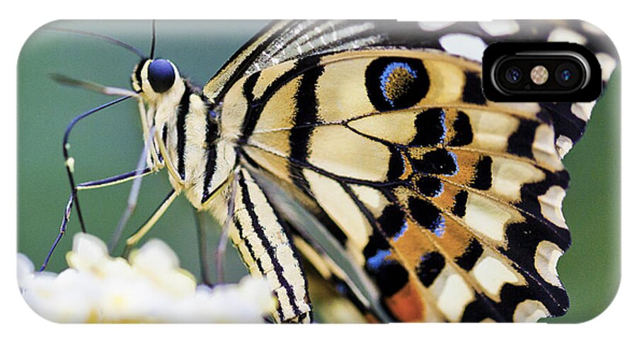 Butterfly iPhone X Case featuring the photograph Swallowtail Butterfly by Maj Seda