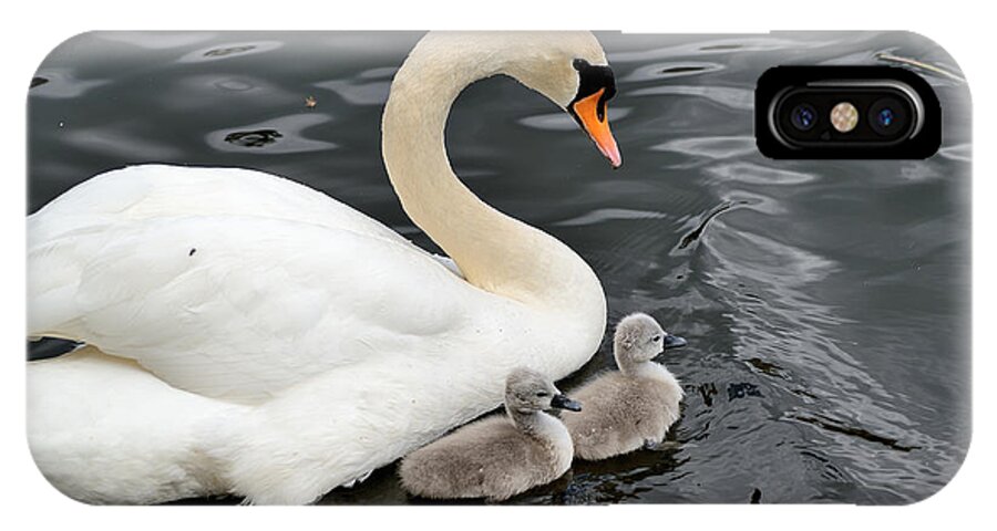 Swan iPhone X Case featuring the photograph Swan and Cygnets by Kathy King