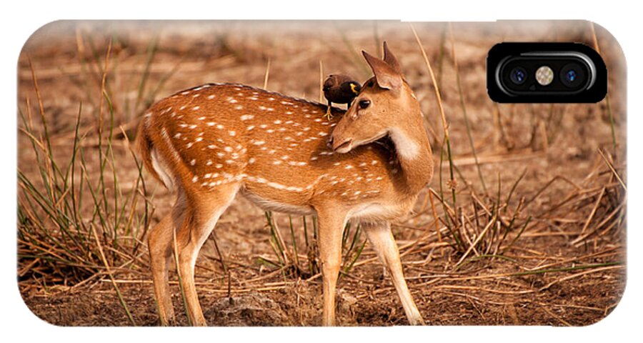 Sri Lankan Wildlife iPhone X Case featuring the photograph Sweet Little Secrets by Venura Herath