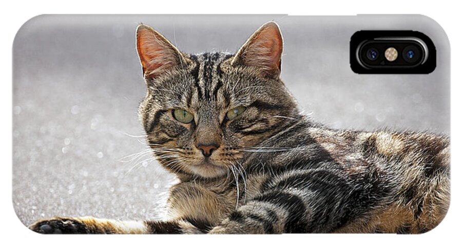 Tabby iPhone X Case featuring the photograph Tabby Cat by Paul Scoullar