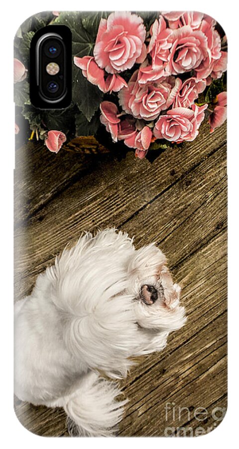 Dog iPhone X Case featuring the photograph Havanese Puppy by Charlie Cliques