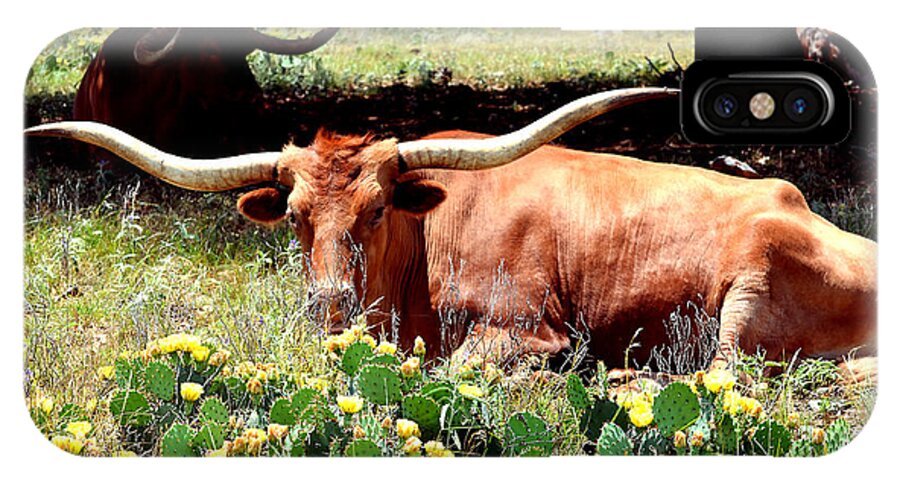 Linda Cox iPhone X Case featuring the photograph Texas Longhorns 2 by Linda Cox