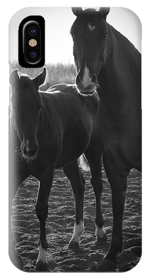 Horse iPhone X Case featuring the photograph Texas Mare by Diane Bohna