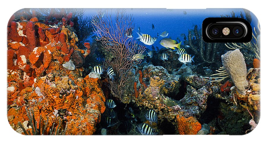 Art iPhone X Case featuring the photograph The Active Reef by Sandra Edwards