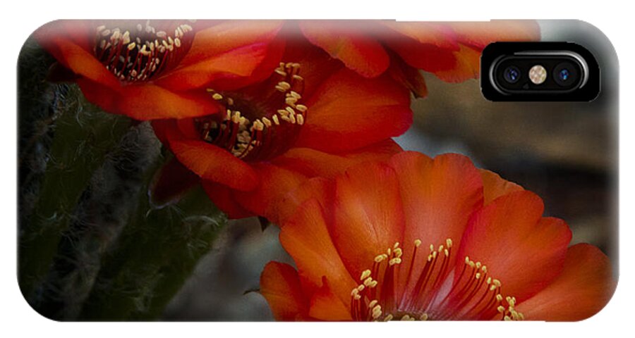 Red Cactus Flower iPhone X Case featuring the photograph The Beauty of RED by Saija Lehtonen