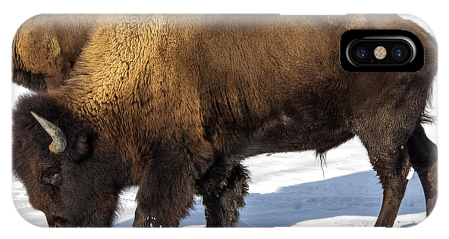 Bison iPhone X Case featuring the photograph The Big Boss by Michael J Samuels