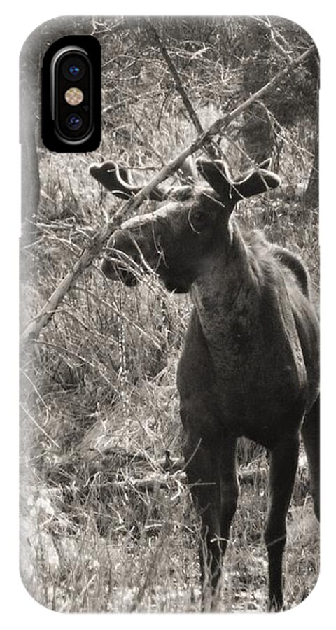 Moose iPhone X Case featuring the photograph The Big Dripper by Gigi Dequanne