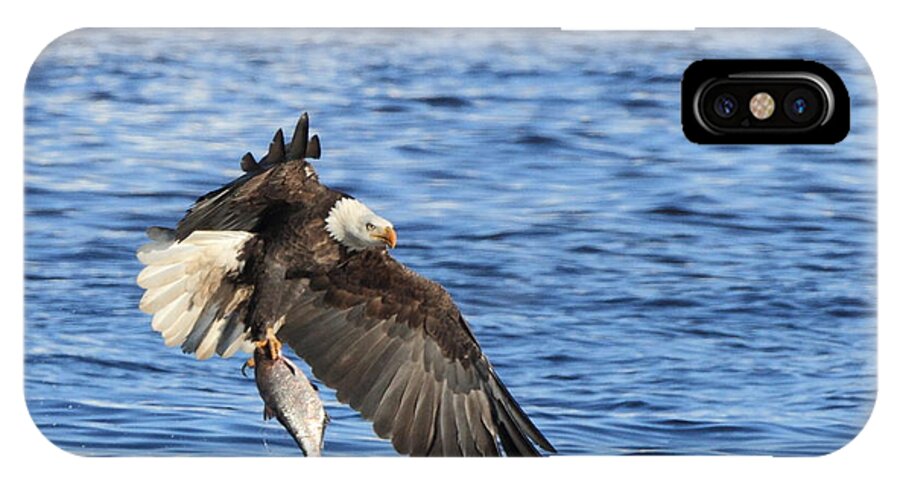 American Bald Eagle iPhone X Case featuring the photograph The Catch by Coby Cooper