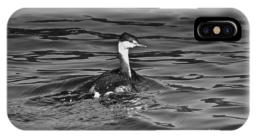 Grebe iPhone X Case featuring the photograph The Curious Grebe by Dan Hefle