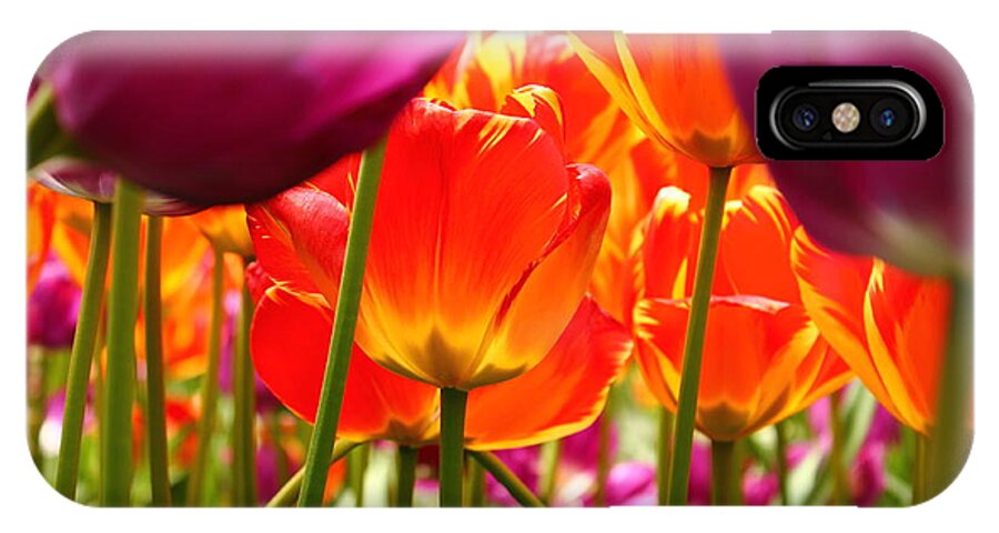 Madison Square Park iPhone X Case featuring the photograph The Drooping Tulip by Catie Canetti