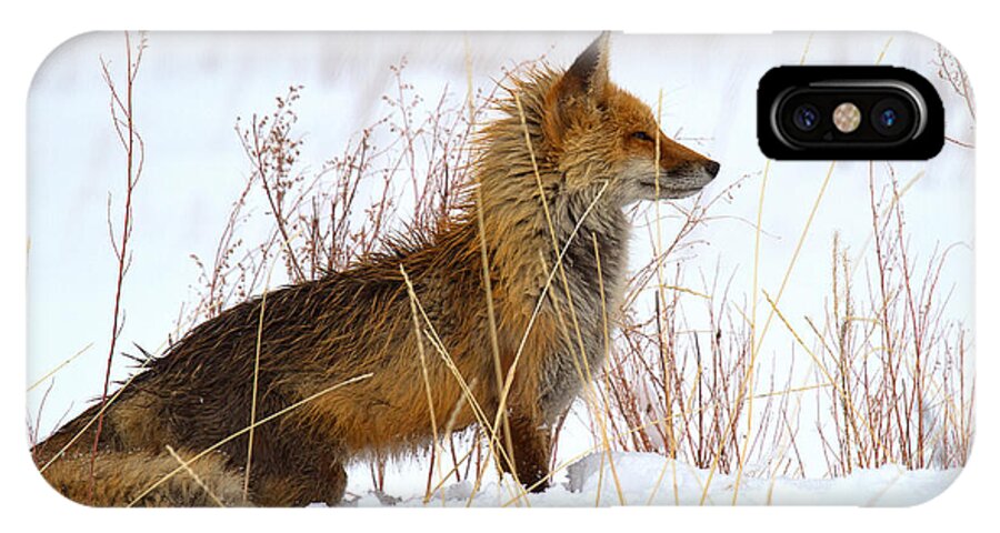 Fox iPhone X Case featuring the photograph The Huntress by Jim Garrison