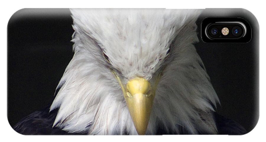 Eagle iPhone X Case featuring the photograph The incognito by Lily K