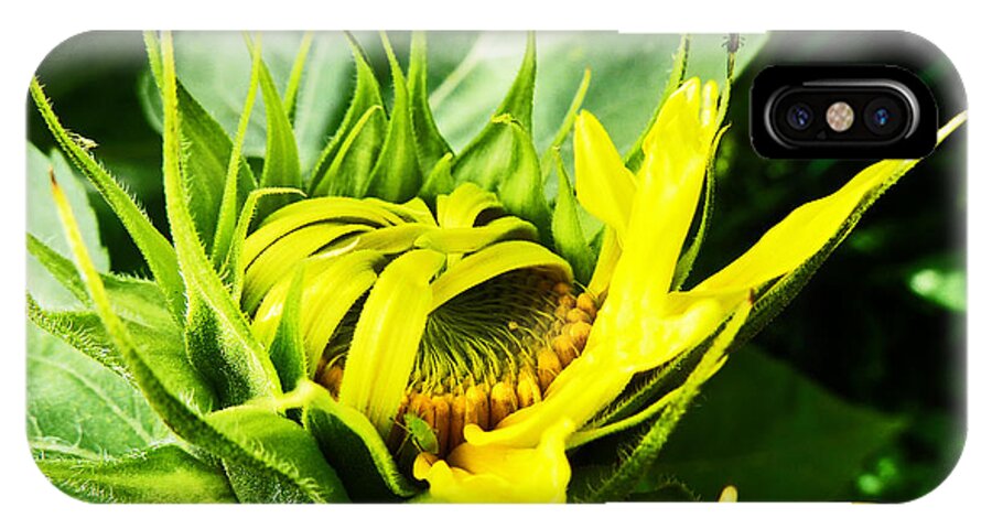 Sunflower iPhone X Case featuring the photograph The Mask by Steve Taylor