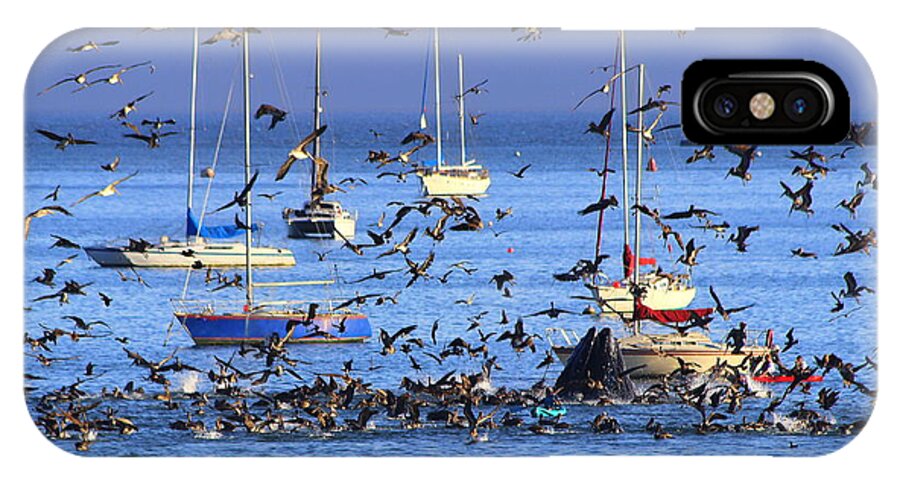 Boats iPhone X Case featuring the photograph The Pelicans Have a Dinner Guest by Kris Hiemstra