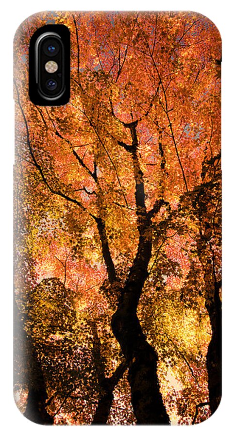 Maple iPhone X Case featuring the photograph The Trees Dance as the Sun Smiles by Don Schwartz