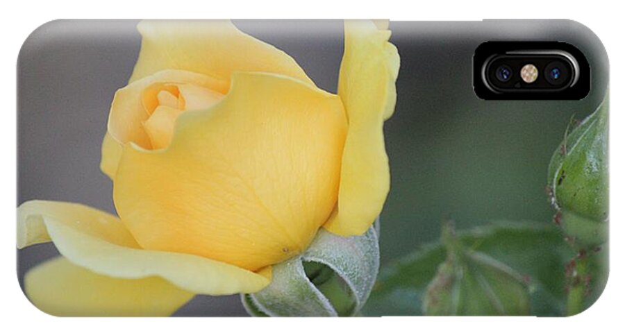 Yellow Rose iPhone X Case featuring the photograph The Unfolding by Leigh Meredith