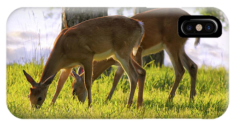 Deer iPhone X Case featuring the photograph The Whitetail Deer of Mt. Nebo - Arkansas by Jason Politte