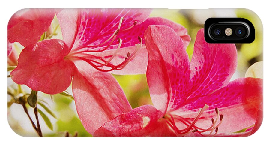 Brookside Gardens iPhone X Case featuring the photograph Think Spring 2 by Chris Scroggins