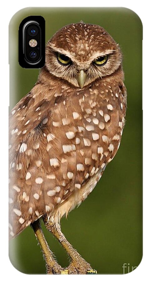 Owl iPhone X Case featuring the photograph Tiny Burrowing Owl by Sabrina L Ryan