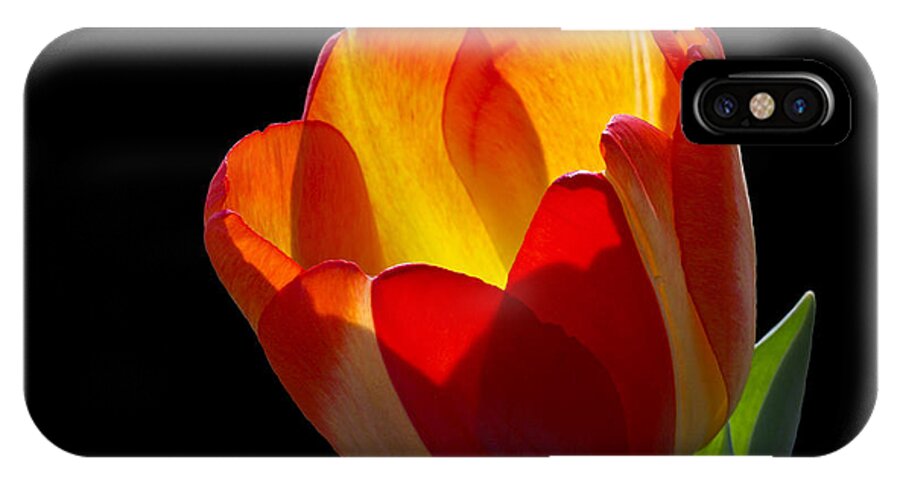 Tulip iPhone X Case featuring the photograph Tippy by Doug Norkum