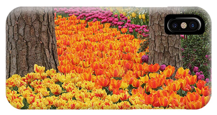 Tulips iPhone X Case featuring the photograph Trail of Tulips by Robert Camp