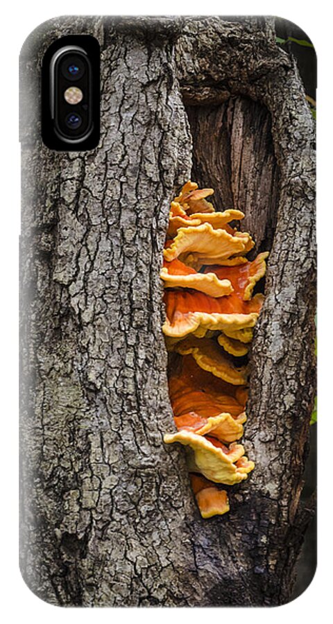 Bradley Clay iPhone X Case featuring the photograph Tree Fungus by Bradley Clay