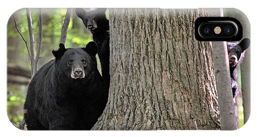 Black Bear iPhone X Case featuring the photograph Trio by Dawn J Benko
