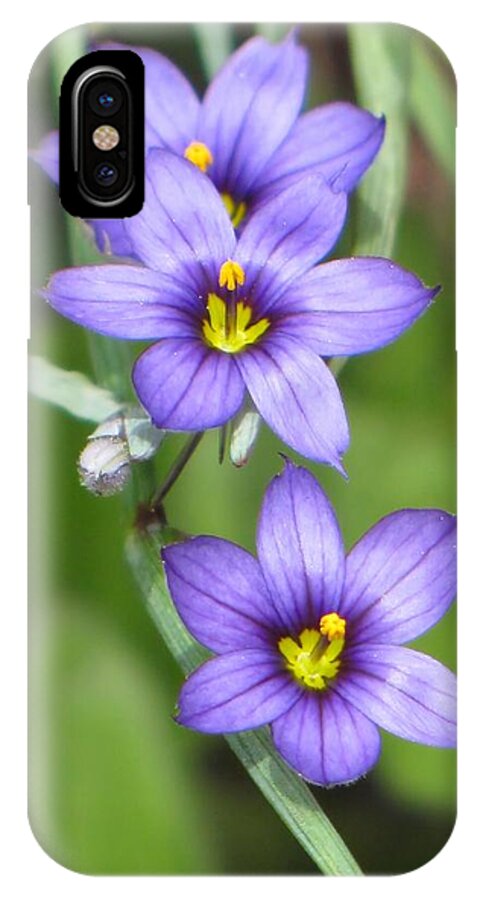 Wildflower iPhone X Case featuring the photograph Triple Purple by MTBobbins Photography