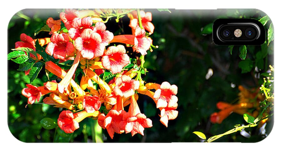 Botanical iPhone X Case featuring the photograph Trumpet Vine by Linda Cox