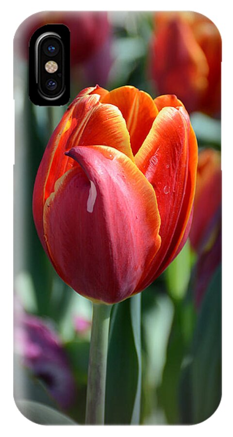 Tulip iPhone X Case featuring the photograph Tulip With a Twist by Jeanne May