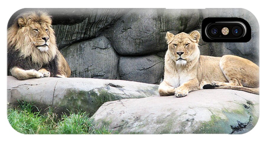 Animal iPhone X Case featuring the photograph Two Tranquil Lions by Lora Fisher