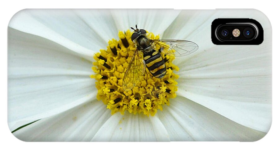 Bee iPhone X Case featuring the photograph Up Close with the Bee and the Cosmo by Verana Stark