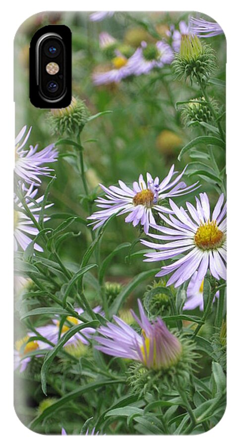 Asters iPhone X Case featuring the photograph Uplifted Asters by Ron Monsour