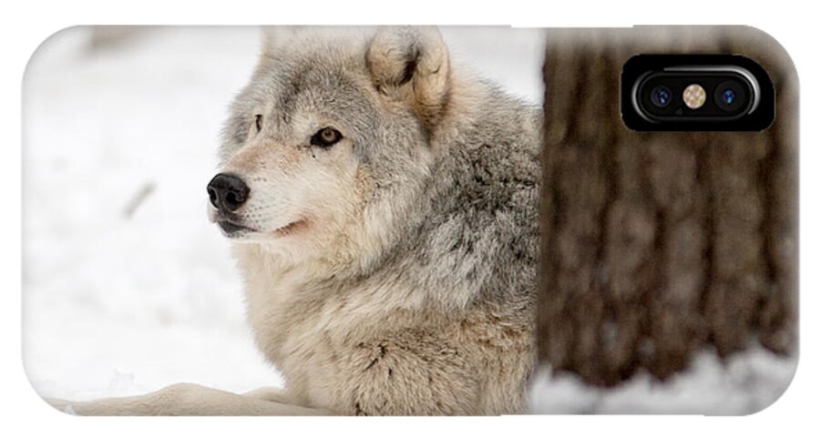 Female Wolf iPhone X Case featuring the photograph Waiting by David Barker