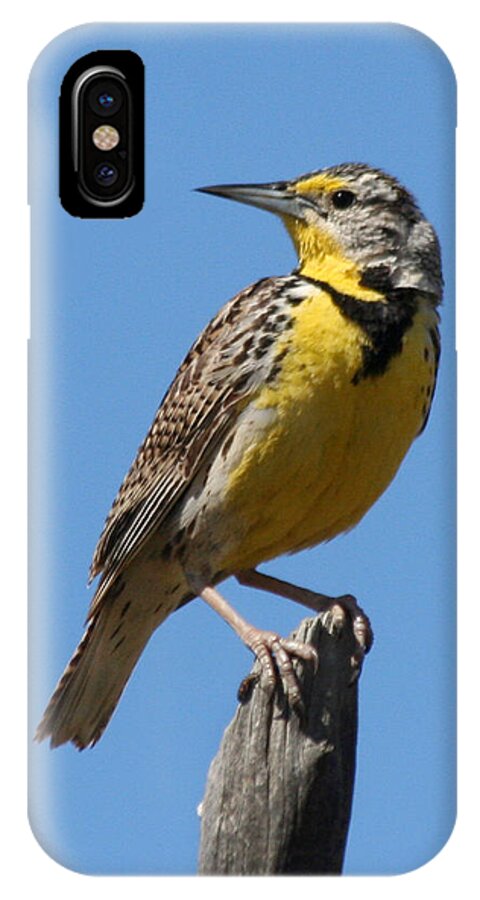 Lark iPhone X Case featuring the photograph Western Meadowlark Perching by Bob and Jan Shriner