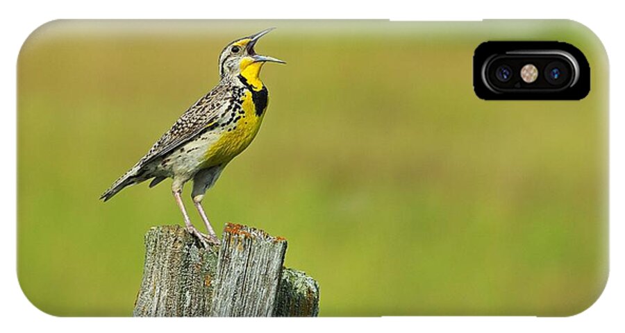 Western Meadowlark iPhone X Case featuring the photograph Western Meadowlark by Tony Beck