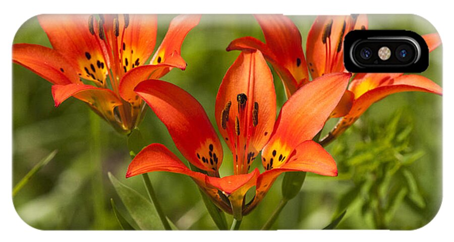 Western Wood Lily iPhone X Case featuring the photograph Western Wood Lily by Vivian Christopher