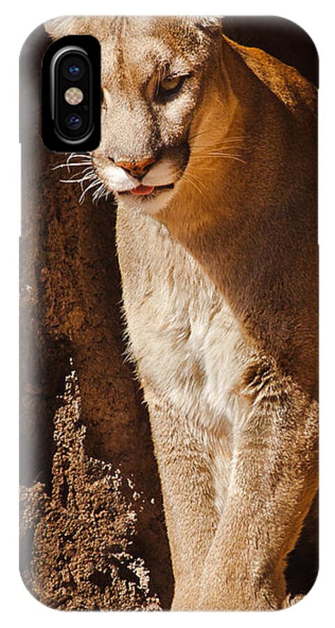 Cougar iPhone X Case featuring the photograph What Big Paws by Mike Stephens