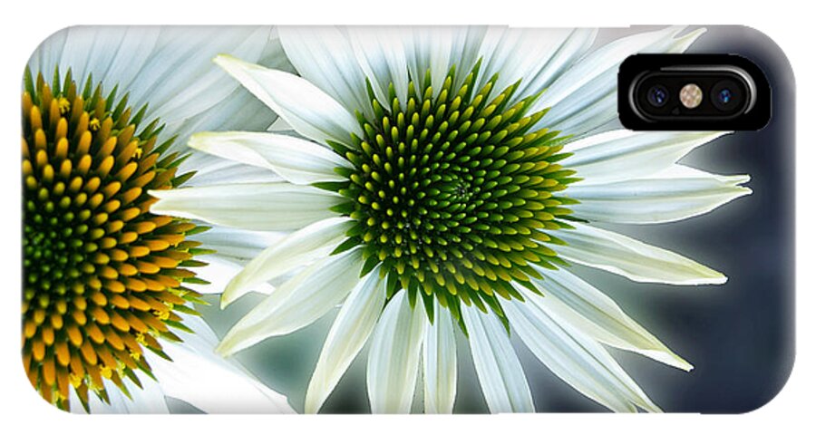 Daisy iPhone X Case featuring the photograph White Conehead Daisy by Arlene Carmel
