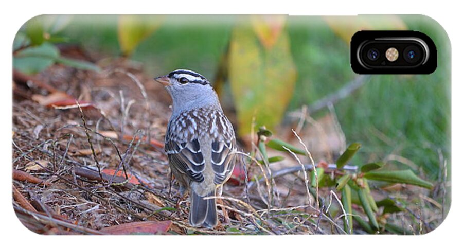 Nature iPhone X Case featuring the photograph White-crowned Sparrow by James Petersen