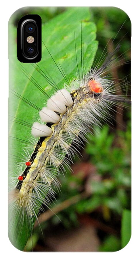 White Marked Tussock Caterpillar Images North American Caterpillars Creatures Of The Forest Colorful Caterpillars Hairy Caterpillars Yellow White Black Red Caterpillars North American Insects Appalachian Caterpillars Maryland Caterpillars Pennsylvania Caterpillars Colorful Bugs Preserve Biodiversity Rare Creatures Of The Forest Beings Of The Woodland Ecosystem Biodiversity Colorful Critters Natural Design In Nature Fine Art iPhone X Case featuring the photograph White Marked Tussock by Joshua Bales