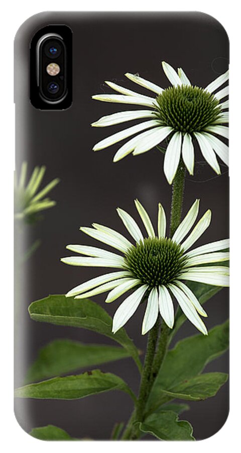 White Swan iPhone X Case featuring the photograph White Swans by John Daly