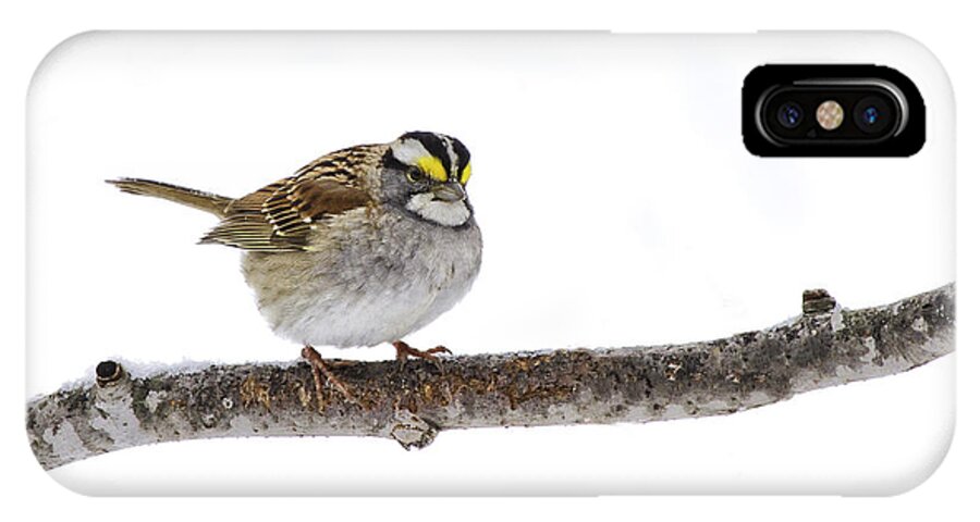 White-throated Sparrow iPhone X Case featuring the photograph White-throated Sparrow by Jan Killian