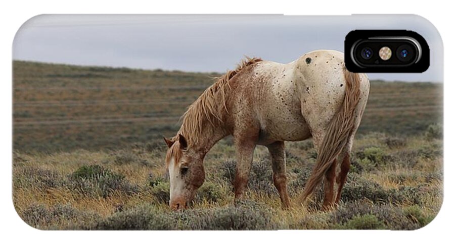 Wild iPhone X Case featuring the photograph Wild Horse by Christy Pooschke