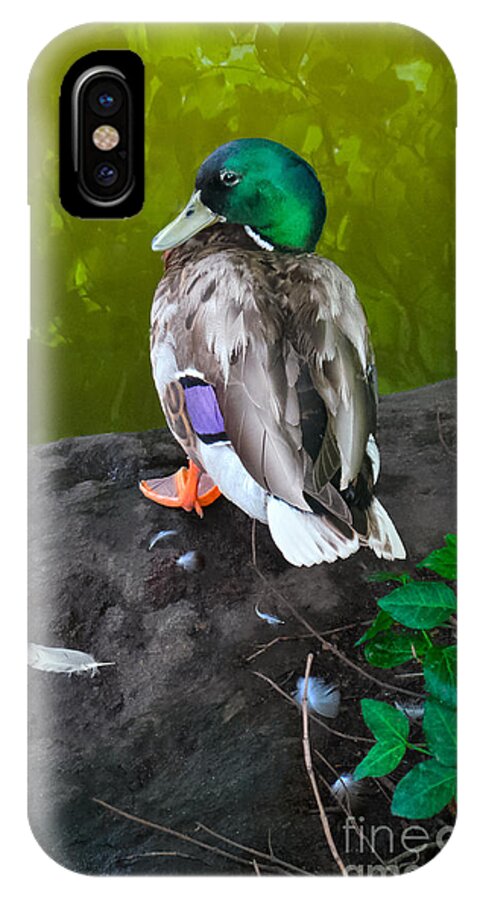 Duck iPhone X Case featuring the photograph Wildlife In Central Park by Charlie Cliques