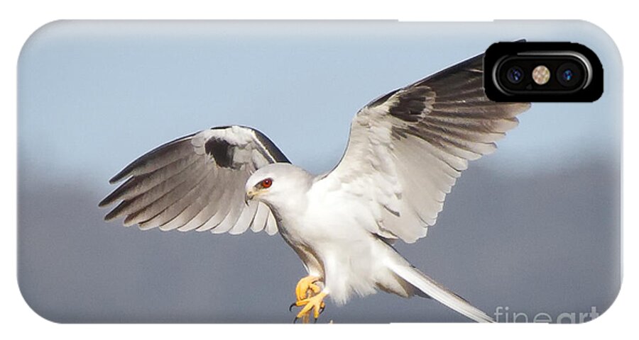 Animal iPhone X Case featuring the photograph Wingspan by Alice Cahill