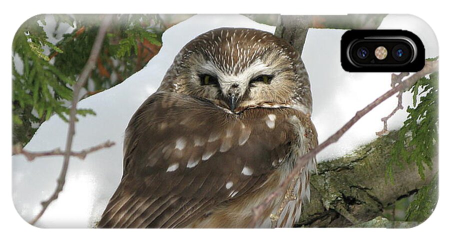 Owl iPhone X Case featuring the photograph Winter beauty by David Barker