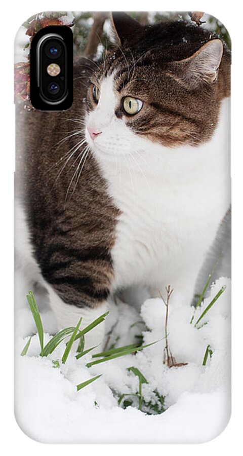 Cat iPhone X Case featuring the photograph Winter cat by Laura Melis