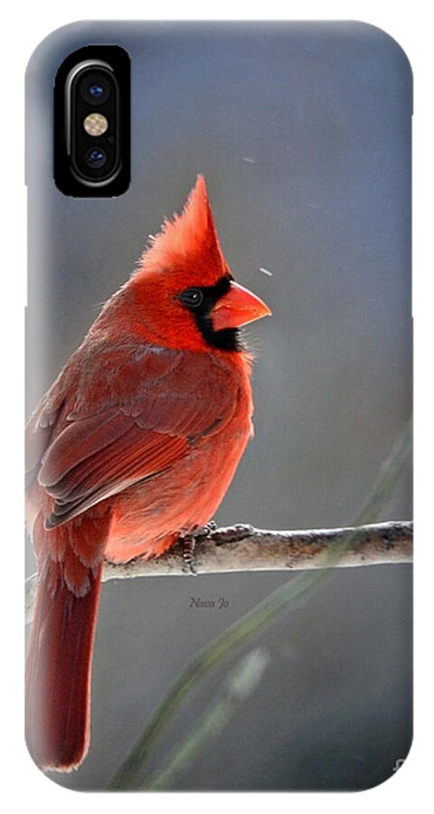 Nature iPhone X Case featuring the photograph Winter Morning Cardinal by Nava Thompson