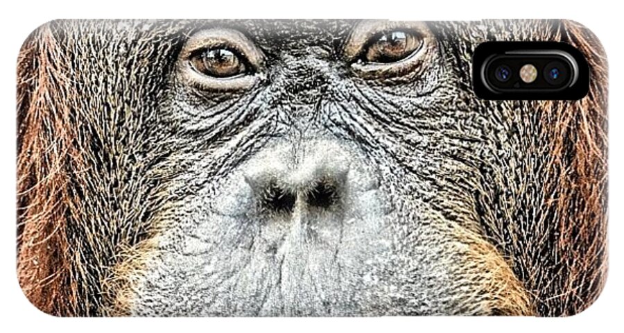 Eyes iPhone X Case featuring the photograph Wise #orangutan#vienna Zoo#eyes#wise by Gia Marie Houck